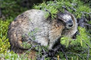 retrato de la marmota canadiense de las montañas rocosas foto