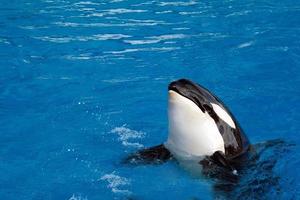 orca killer whale while swimming photo