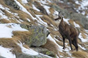 An isolated chamois deer in the snow background photo