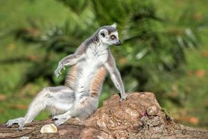 lemur monkey while looking at you photo