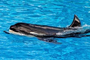 orca killer whale while swimming photo