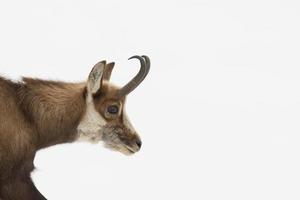 An isolated chamois deer in the snow background photo