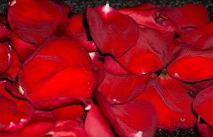 Red Rose Petals photo