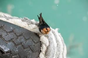 swallow swift on the sea background photo