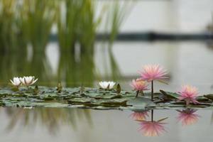 Water Lily flower reflection on water photo
