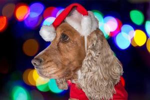 santa vestida cachorro perro navidad navidad foto