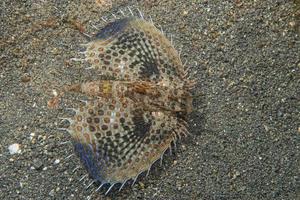 Dactylopterus volitans flying fish photo