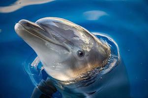 dolphing smiling close up portrait photo