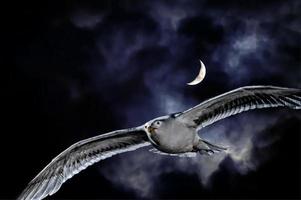 Seagull while flying on the moon background photo