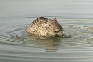 Isolated Beaver coypu looking at you photo