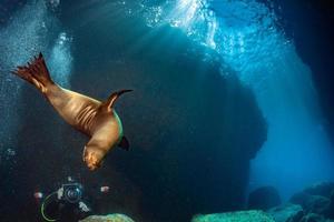 Puppy sea lion underwater looking at you photo