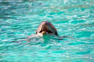 dolphin portrait looking at you photo