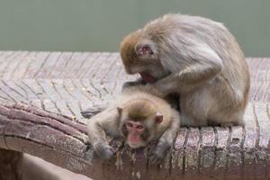 Two monkeys while grooming photo