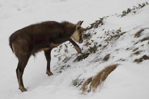 un ciervo de gamuza aislado en el fondo de la nieve foto