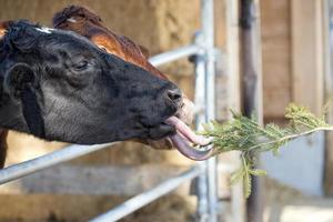 Cow portrait while licking pine tree branch photo