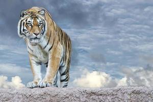 Siberian tiger ready to attack looking at you photo