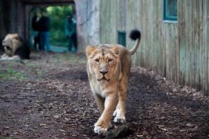 león hembra en el zoológico foto