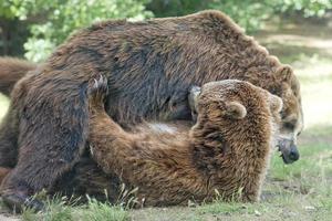 dos osos grizzly negros mientras luchan foto