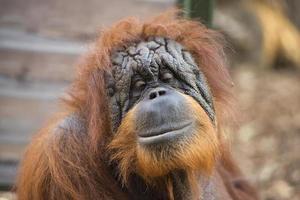 orangutan monkey close up portrait photo