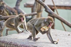 japanese macaque monkey puppy portrait while eating bread photo