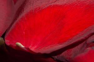 Red Rose Petals photo