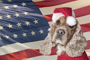 un santa vestido cachorro perro navidad navidad foto