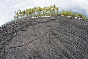 palmera de coco en la costa de lava negra hawaiana foto