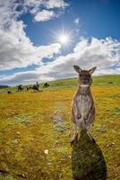 Kangaroo looking at you on the grass photo