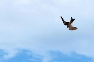 Peregrine falcon flying on th sky photo