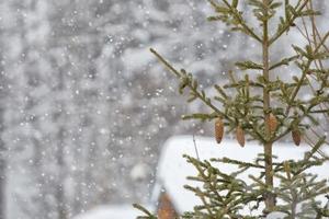 pine tree under the snow photo