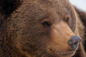 Brown bear portrait on the snow photo