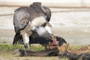 vulture buzzard while eating a dead animal photo