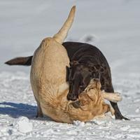 dogs while playing on the snow photo