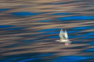 blur seagull while flying long time exposure photo