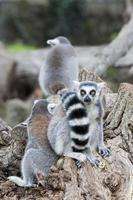 lemur monkey on a tree photo