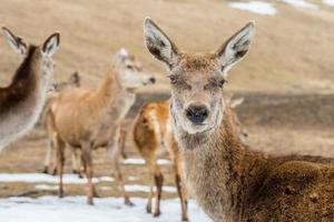 deer portrait while looking at you photo