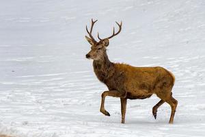 ciervo corriendo sobre la nieve en navidad foto