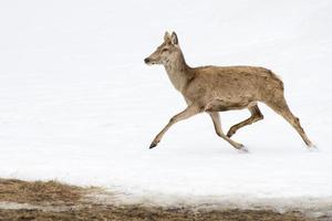 Deer on the snow background photo