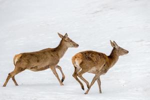 deer running on the snow in christmas time photo