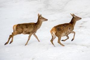 deer running on the snow in christmas time photo