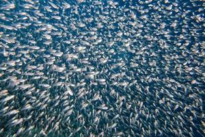 Glass fishes giant bait ball moving underwater photo