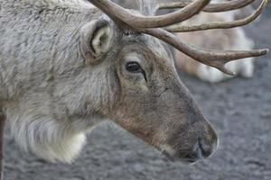 reindeer portrait in winter time photo