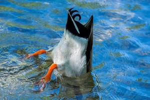 duck while diving  in the deep blue water photo