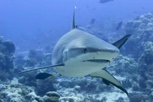 A grey shark jaws ready to attack underwater close up portrait photo