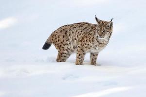 Lynx on the snow background while looking at you photo