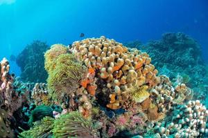 maldivas corales casa para peces foto