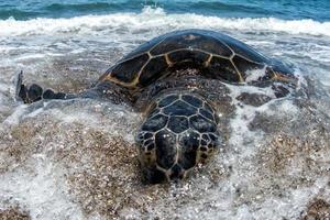 Green Turtle at Kahaluu Beach Park photo