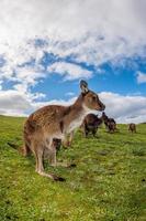 Kangaroo looking at you on the grass photo