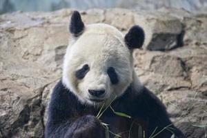 giant panda while eating bamboo photo