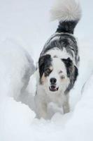 perro de ojos azules en el fondo de la nieve foto